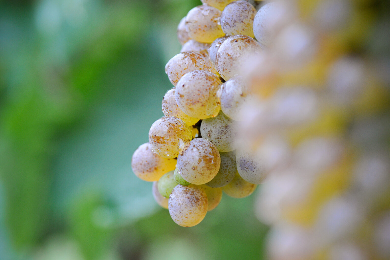 Grappe de raisins L'épicurien Peyrat le Château